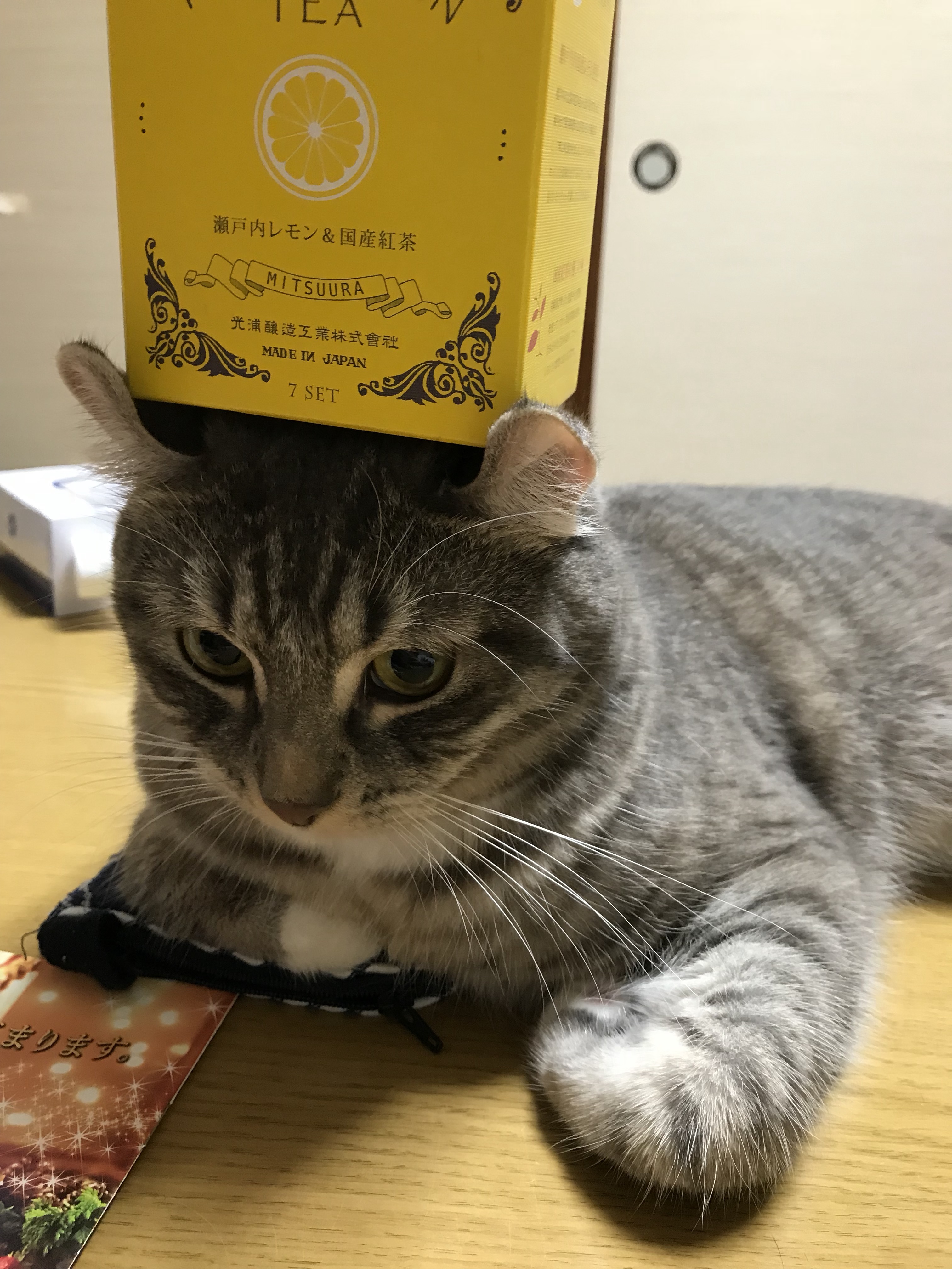 のせ猫 長岡インドア さくらテニスガーデン